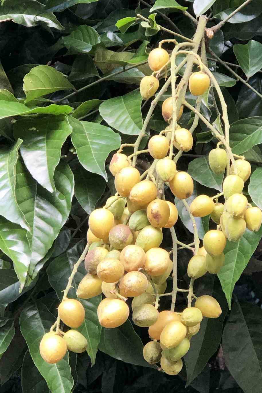Chinese Wampee Fruit Plant