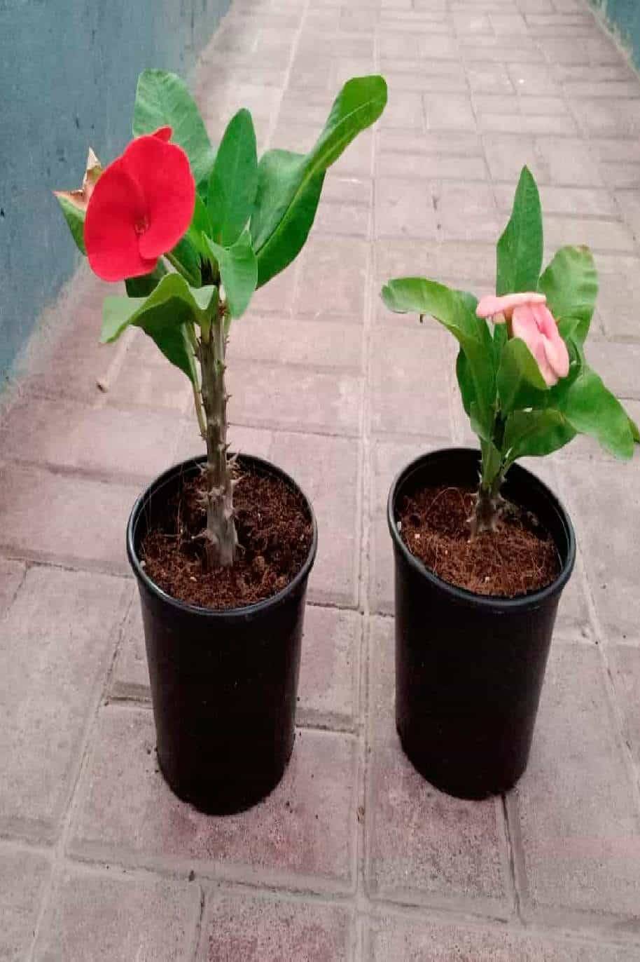 Christ Plant - Euphorbia Milii Hybrid - image 2