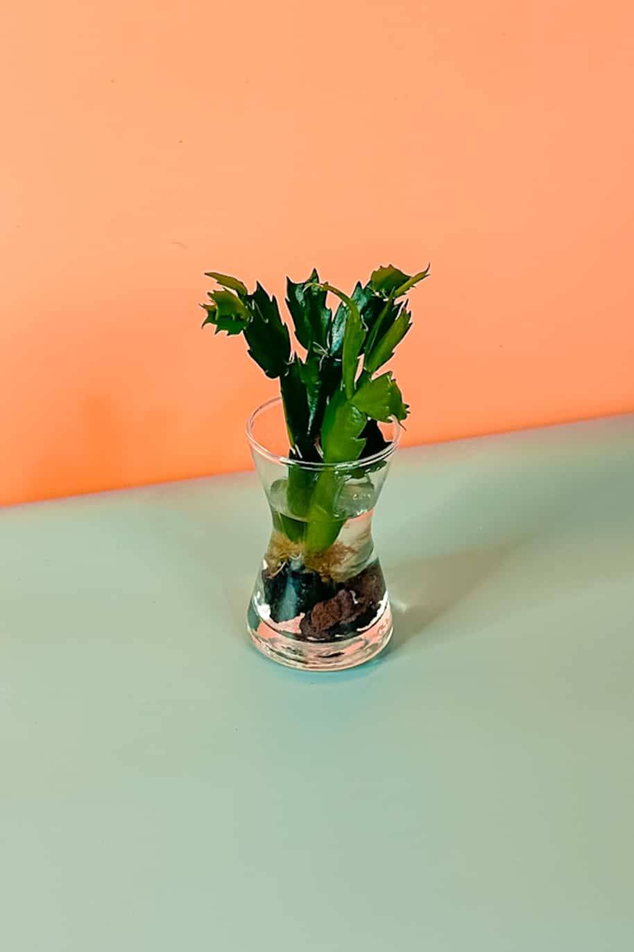 Christmas Cactus Cuttings
