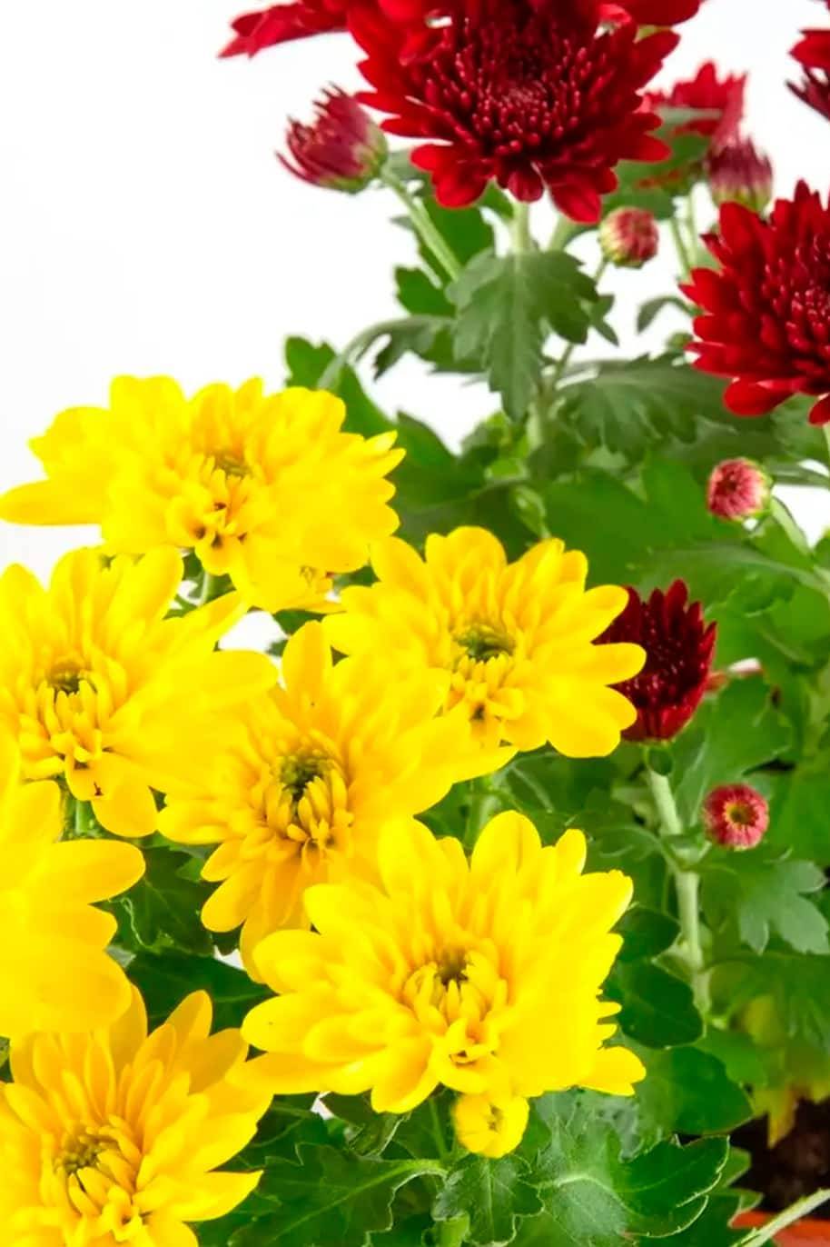 Chrysanthemum Indicum
