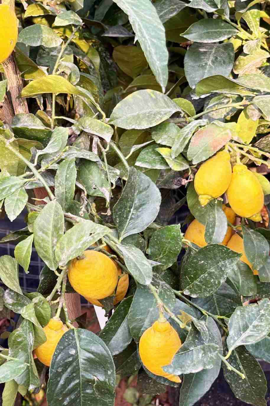 Citrus Mitis