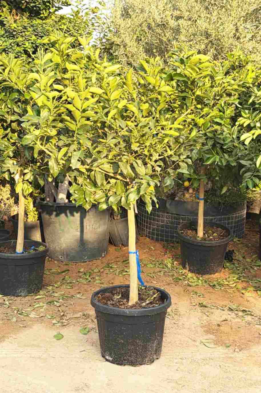 Citrus Lemon Spain