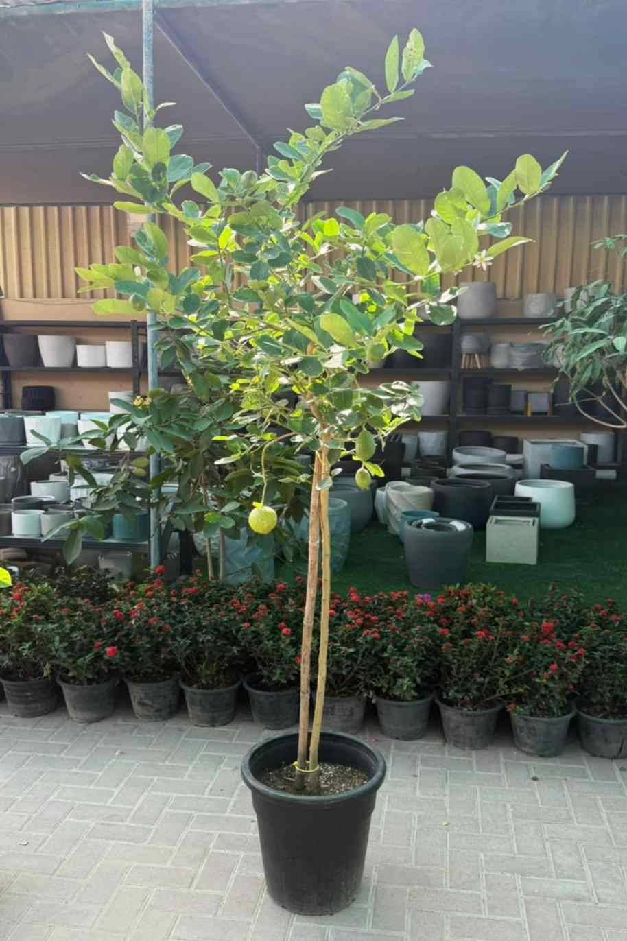 Citrus Lemon Thailand