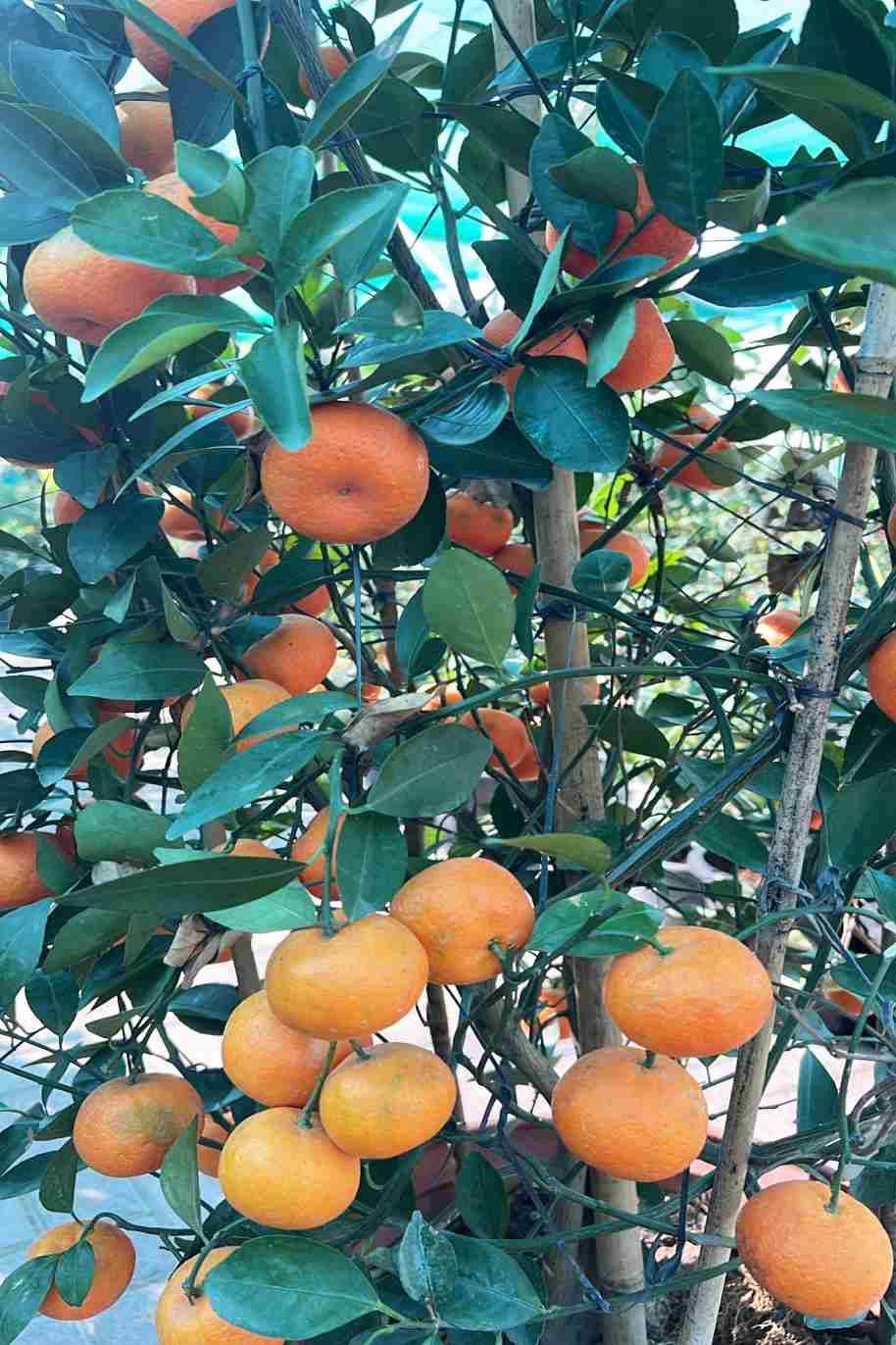 Citrus Mandarin