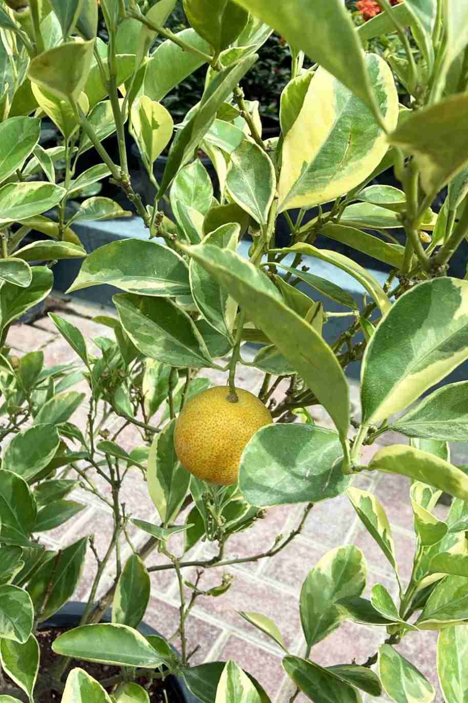 Citrus Microcarpa Variegated