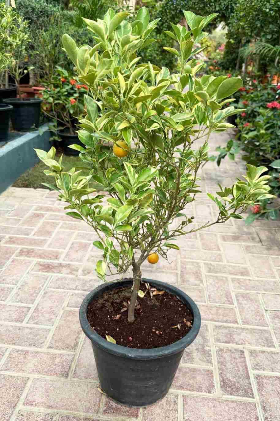 Citrus Microcarpa Variegated