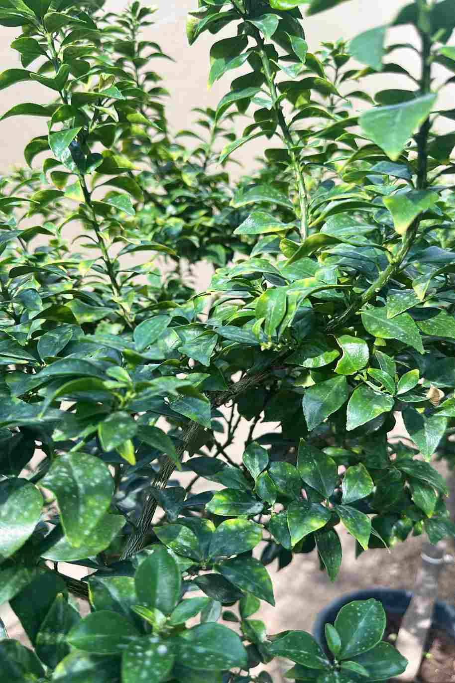 Citrus Myrtifolia