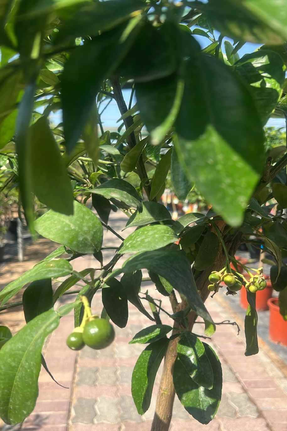 Citrus Paradisi Pomelo Tree