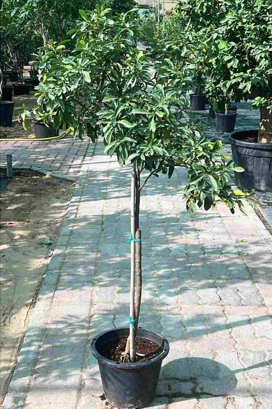 Citrus japonica