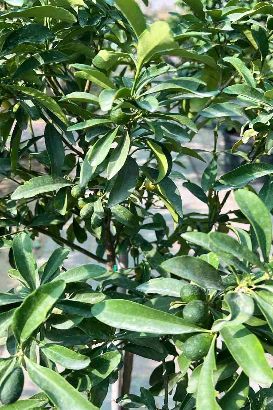 Citrus japonica Kumquat