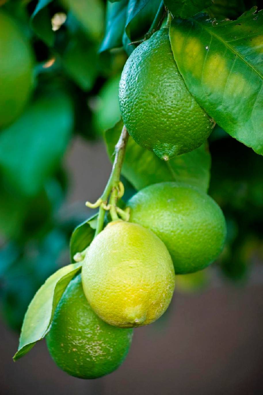 Citrus limonero Spain