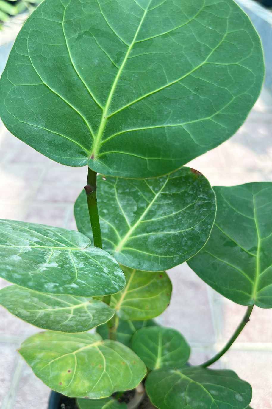 Coccoloba uvifera