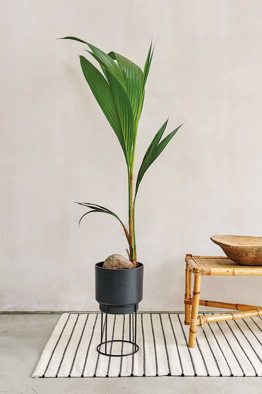 Coconut Palm Indoor