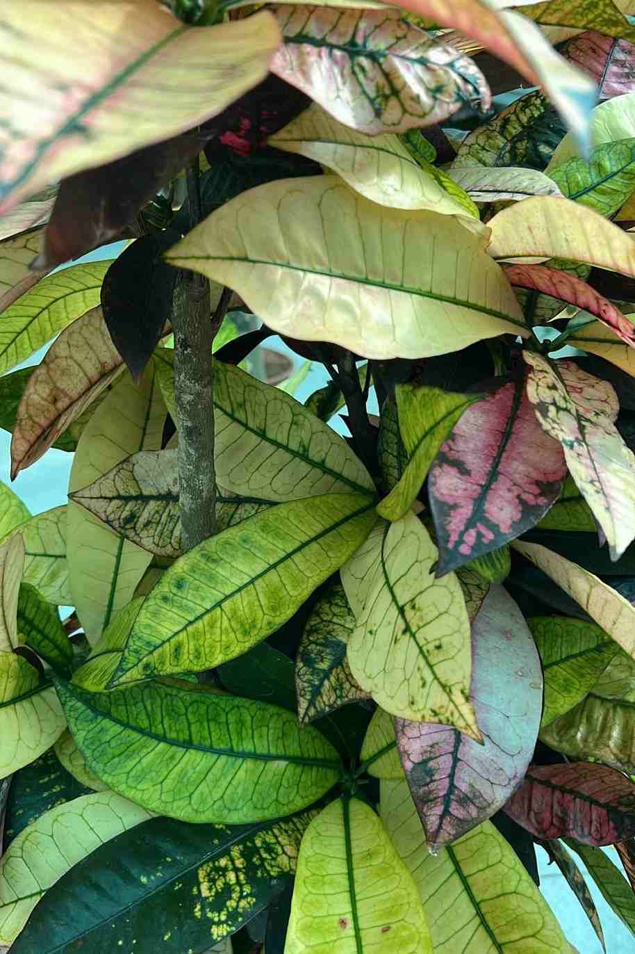 Codiuem Variegatum Excellent