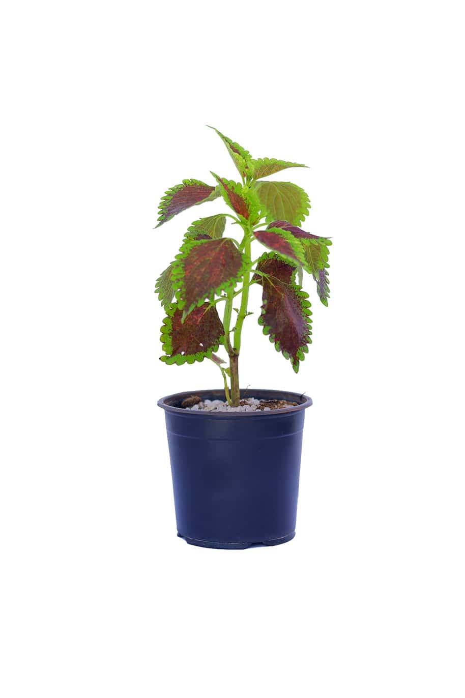 Coleus Mix