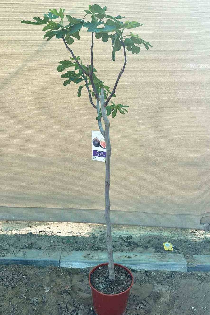 Common Fig