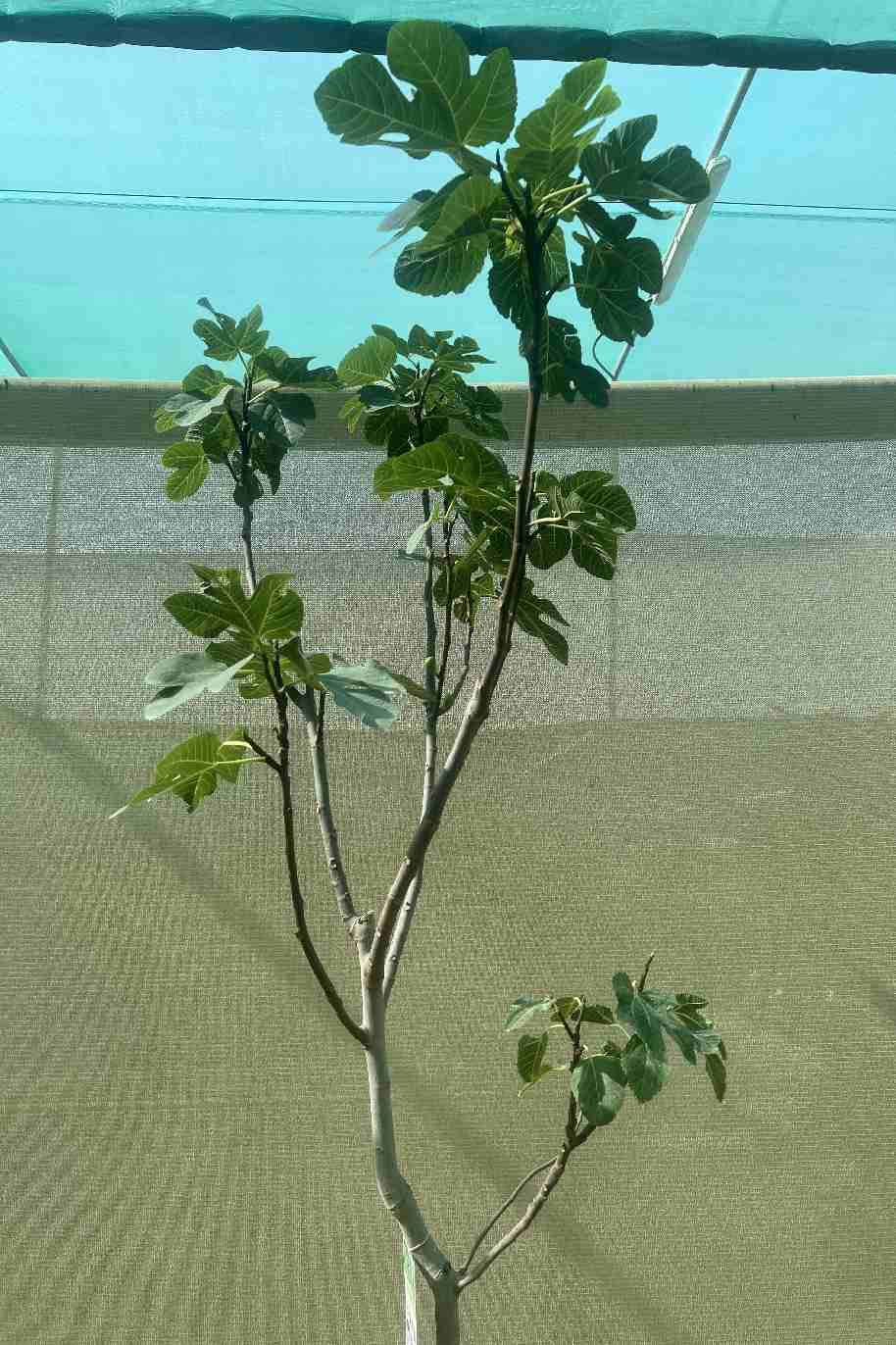 Common Fig Tall Spain