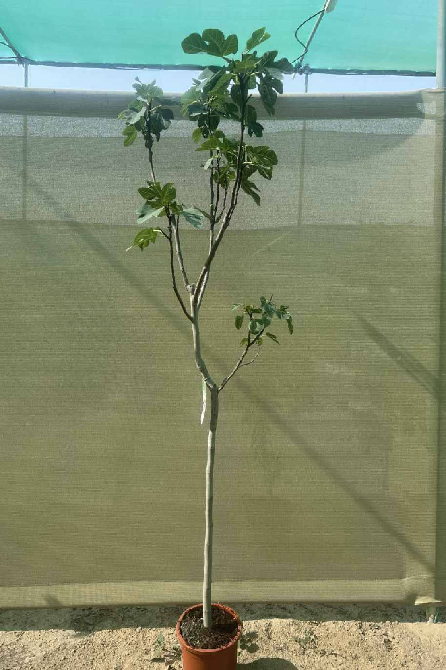Common Fig Tall Spain