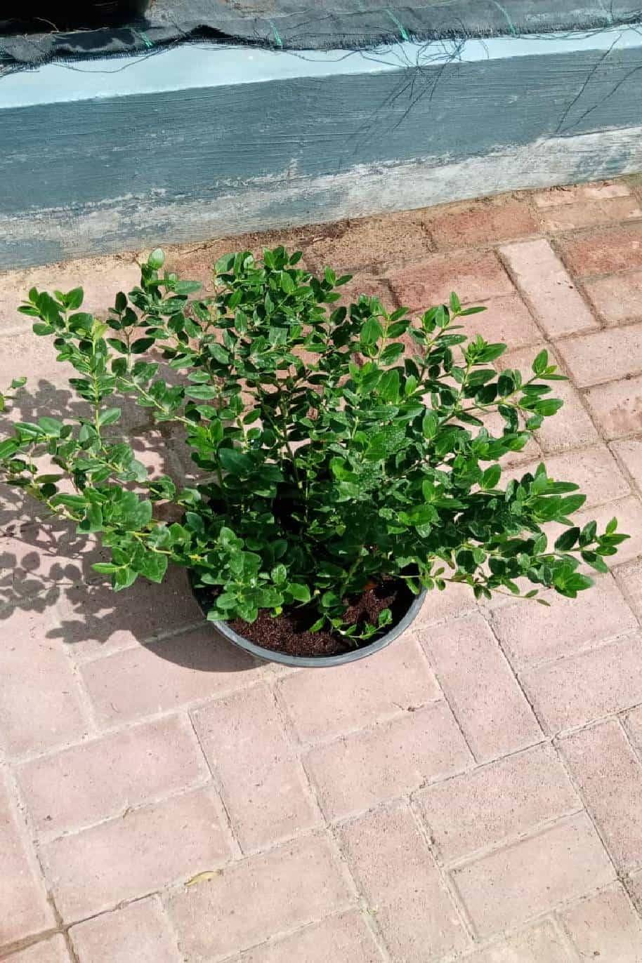 Carissa Grandiflora Boxwood Beauty