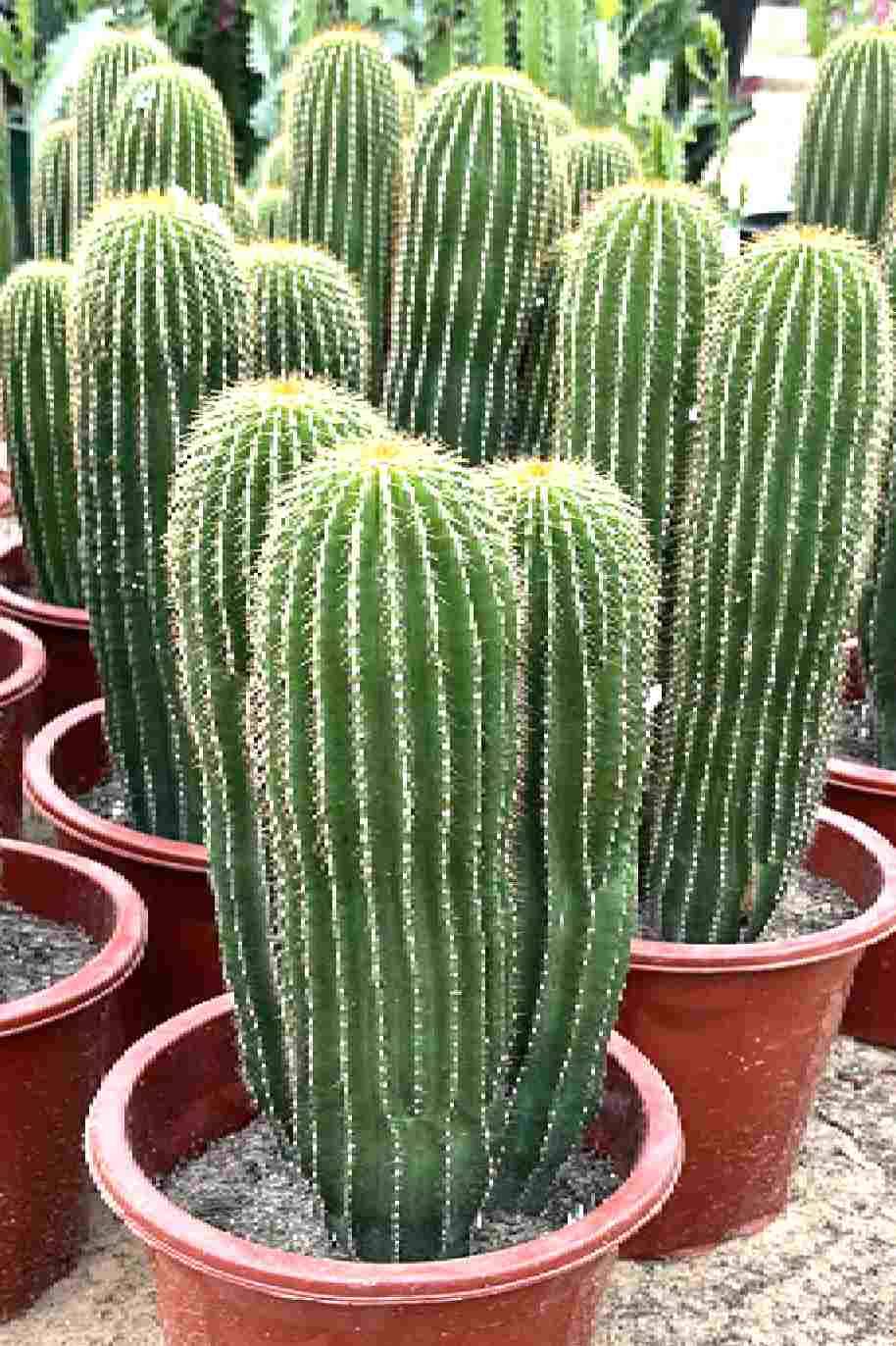 Cone Cactus