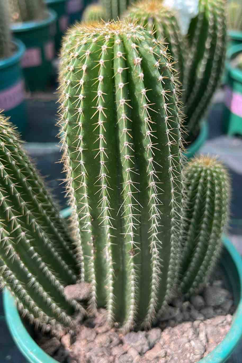 Cone Cactus Small