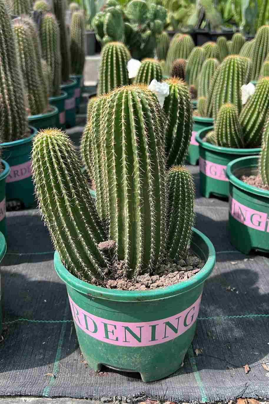 Cone Cactus Small