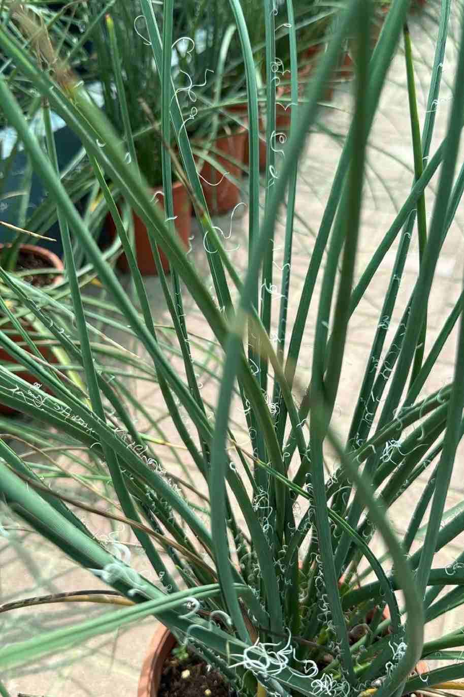 Hesperaloe Parviflora