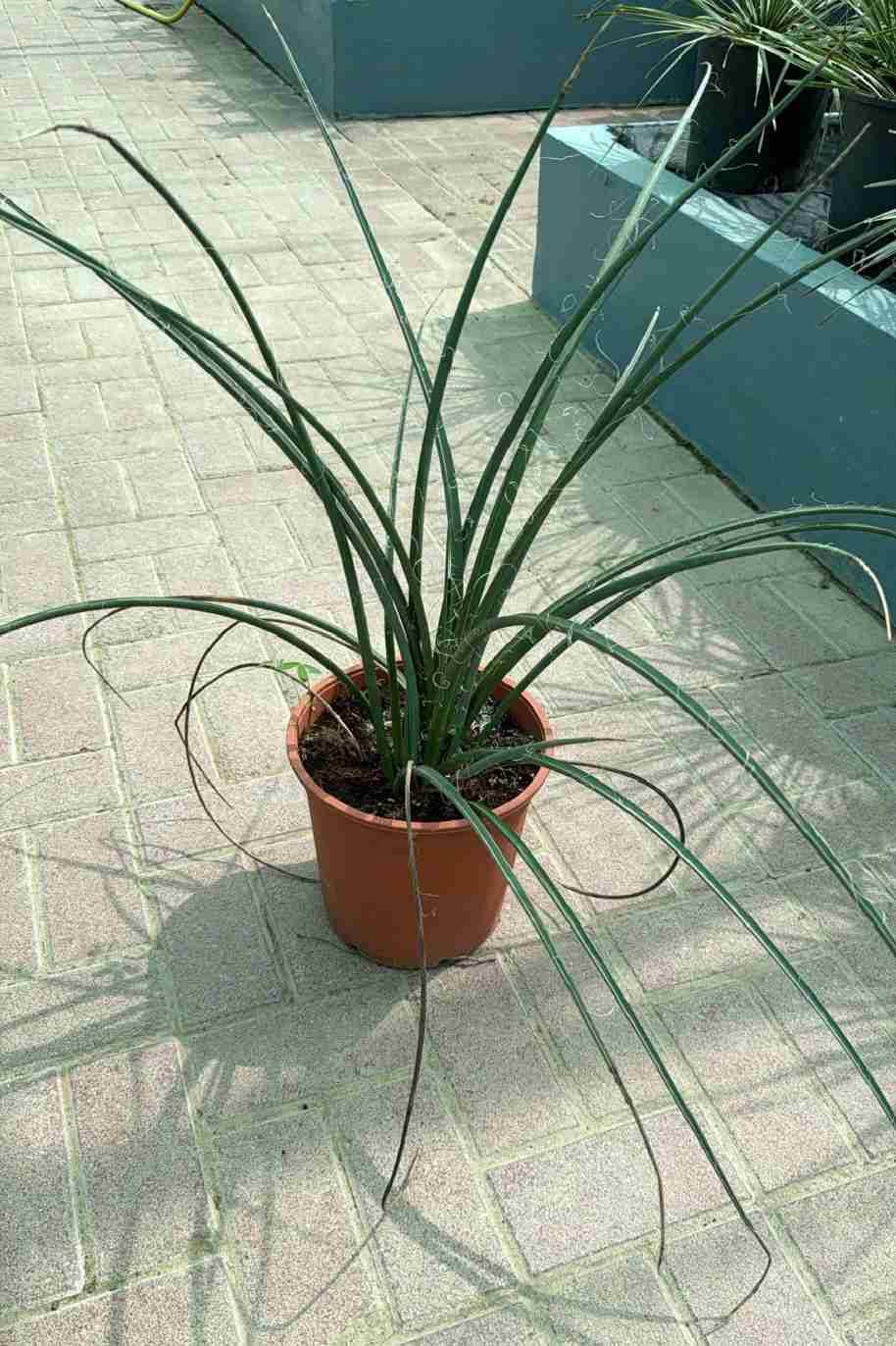 Coral Yucca