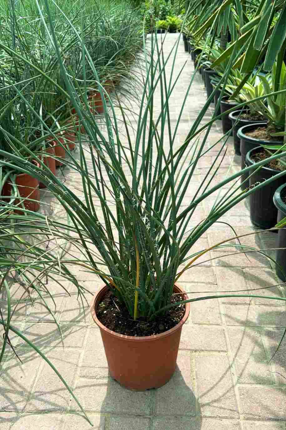 Coral Yucca
