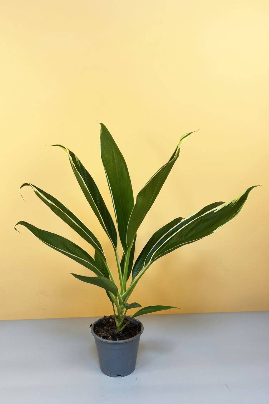 Cordyline Conga - Cordyline - image 1