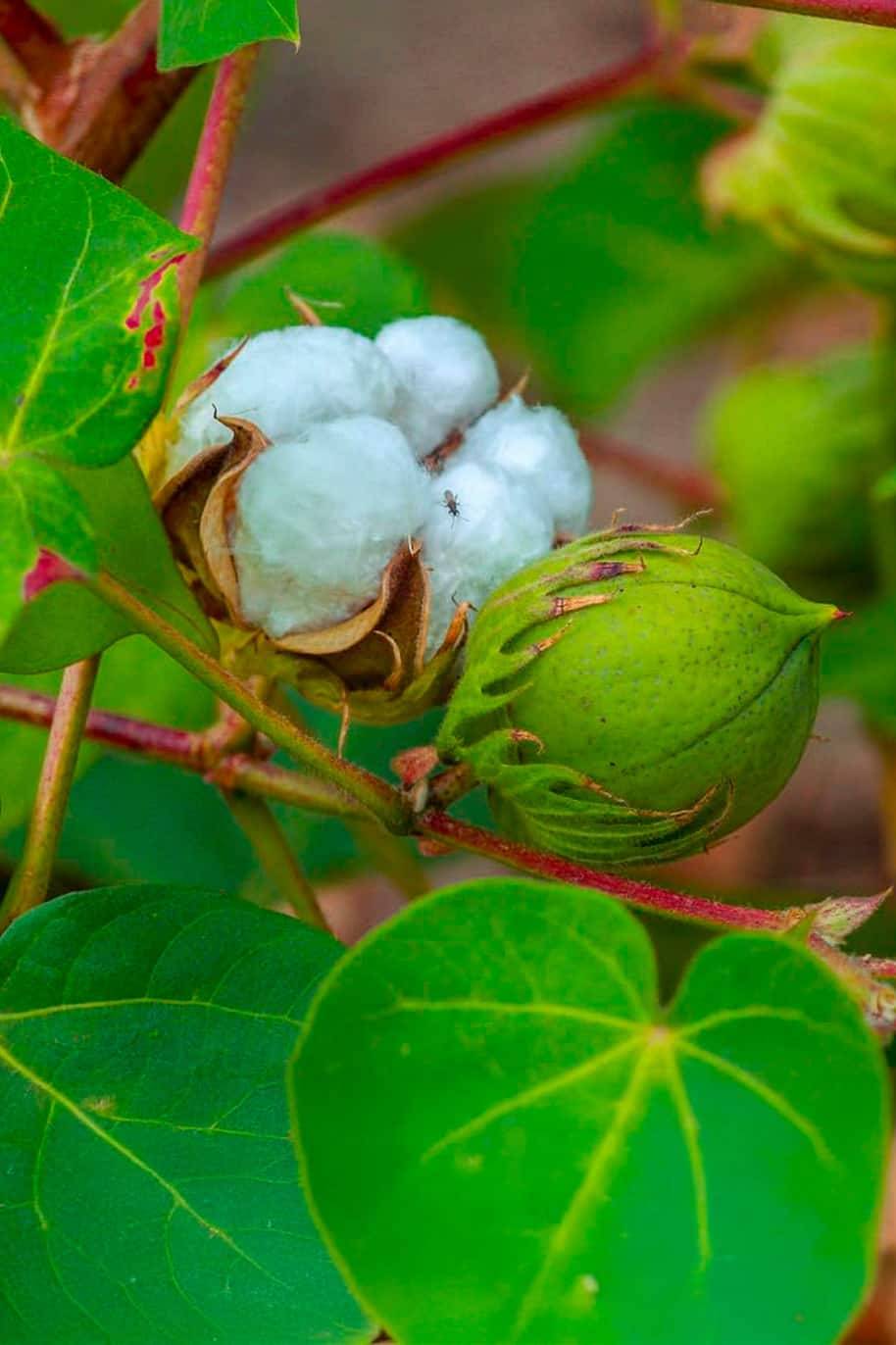 Cotton F1 Seeds