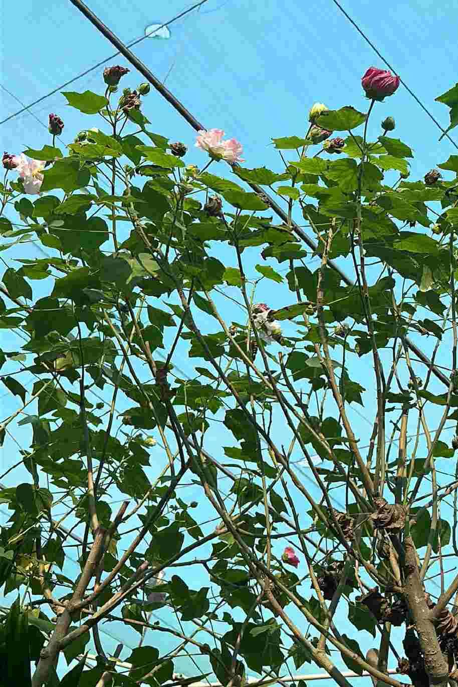 Cotton Rose Tree - Confederate Rose Tree