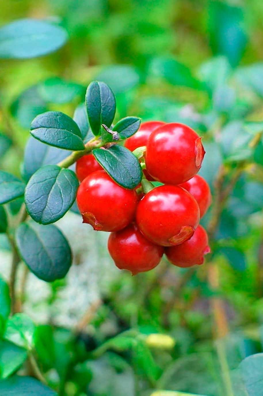 Cranberry Seeds