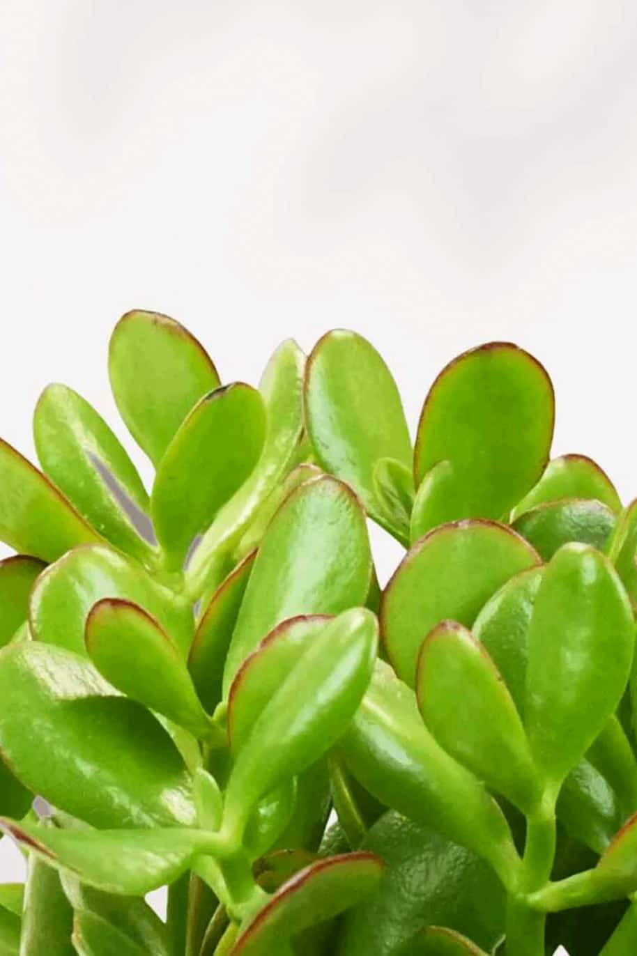 Crassula Ovata