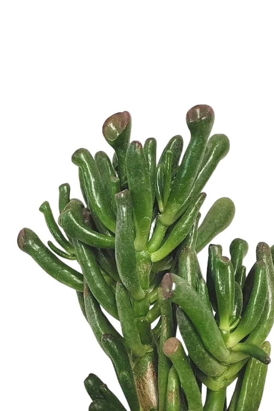 Crassula Ovata Hobbit - Crassus - image 2
