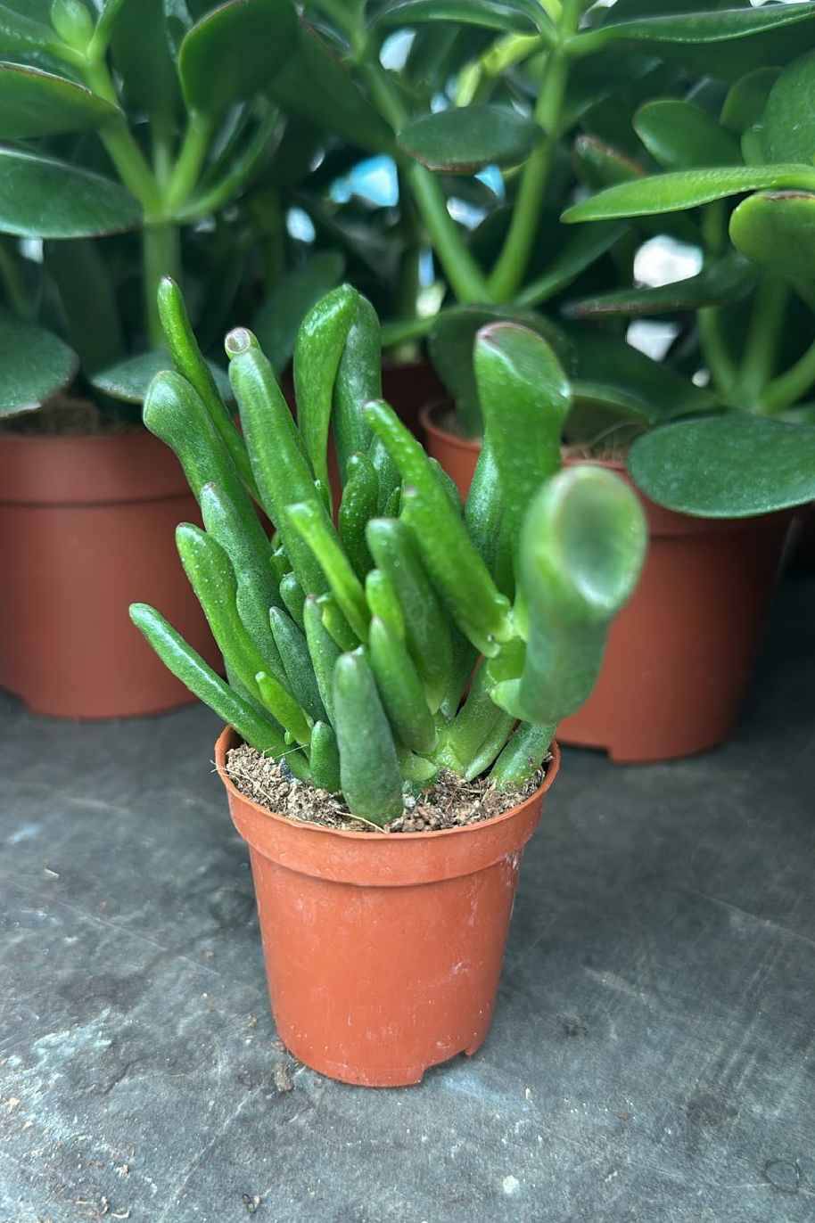 Crassula Ovata Hobbit Mini - Crassula - image 3