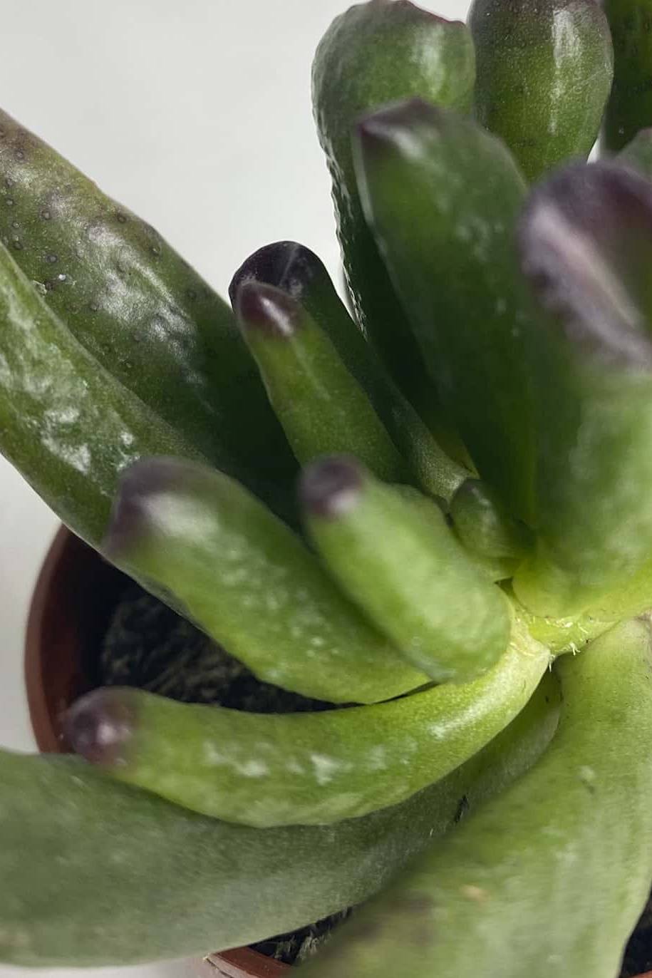 Crassula