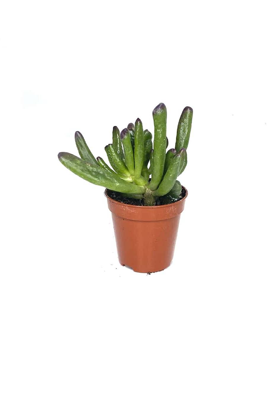 Crassula Ovata Hobbit Mini