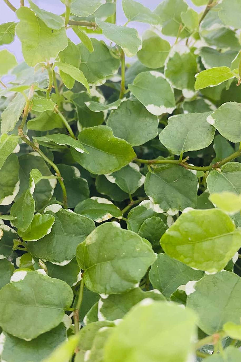 Ficus Pumila