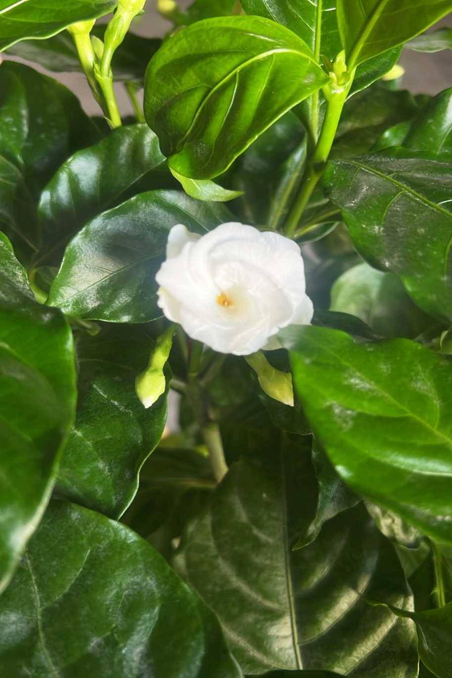 Crepe Jasmine Double Head Tall - Tabernaemontana Coronaria