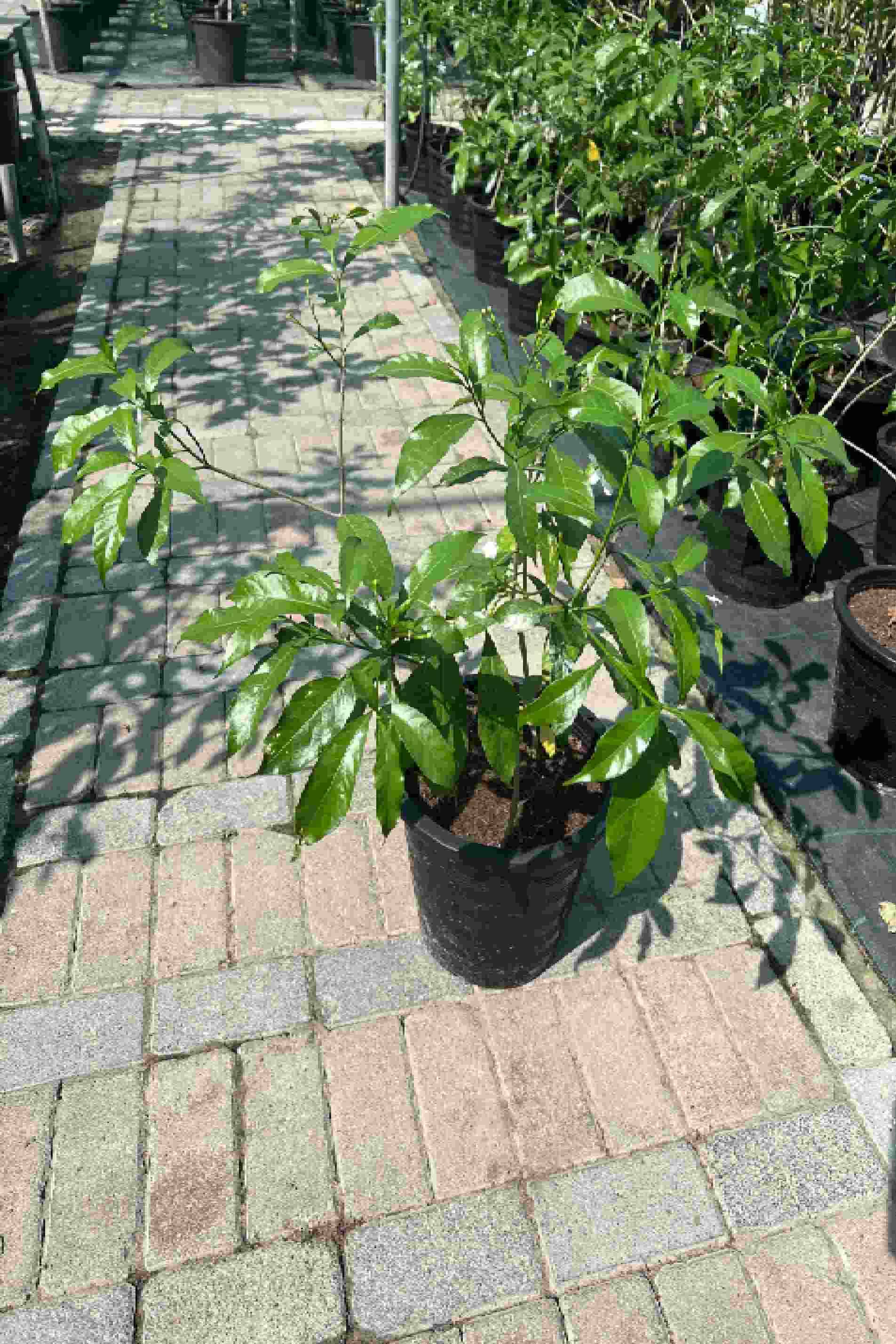 Crepe Jasmine Single Head - Tabernaemontana Coronaria - image 2
