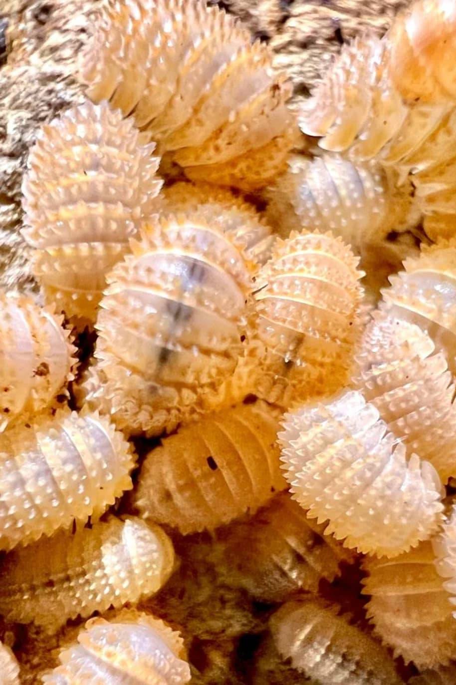 Cristarmadillidium Muricatum Isopods