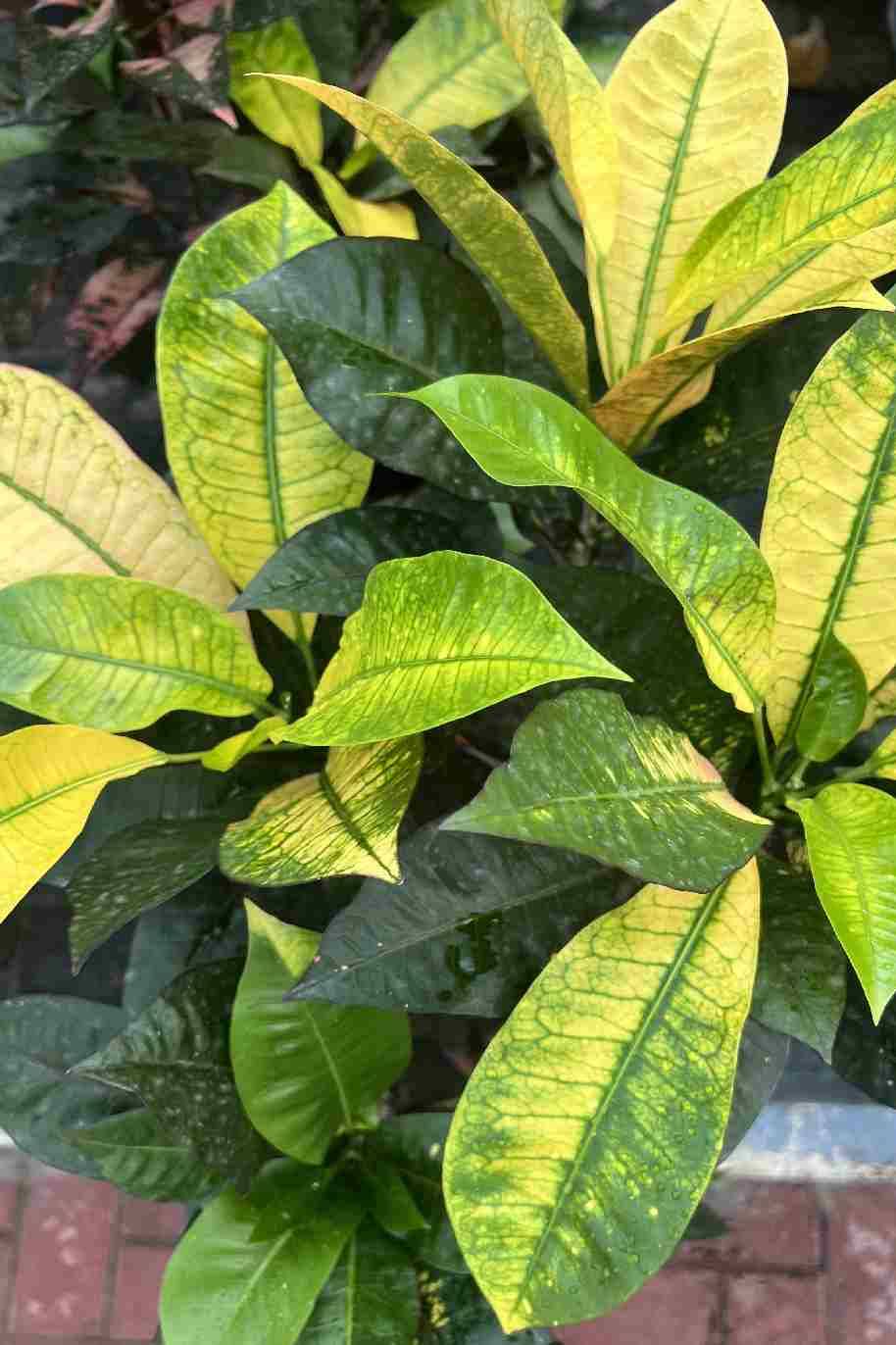 Croton Iceton Outdoor - Codiuem Variegatum Excellent - image 5