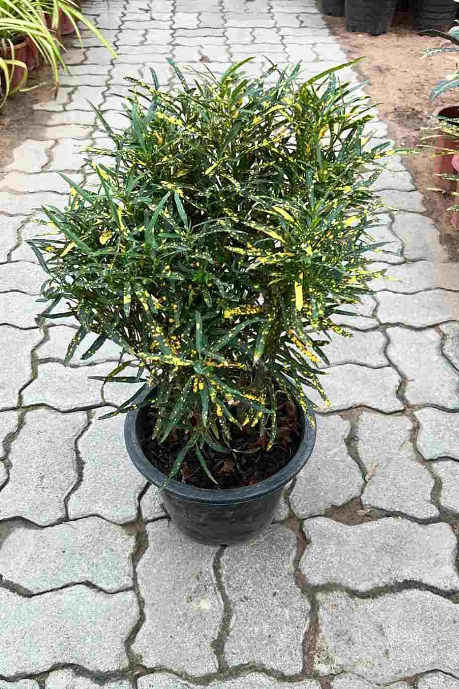 Croton Stardust Outdoor - Codiaeum Variegatum Excellent - image 2