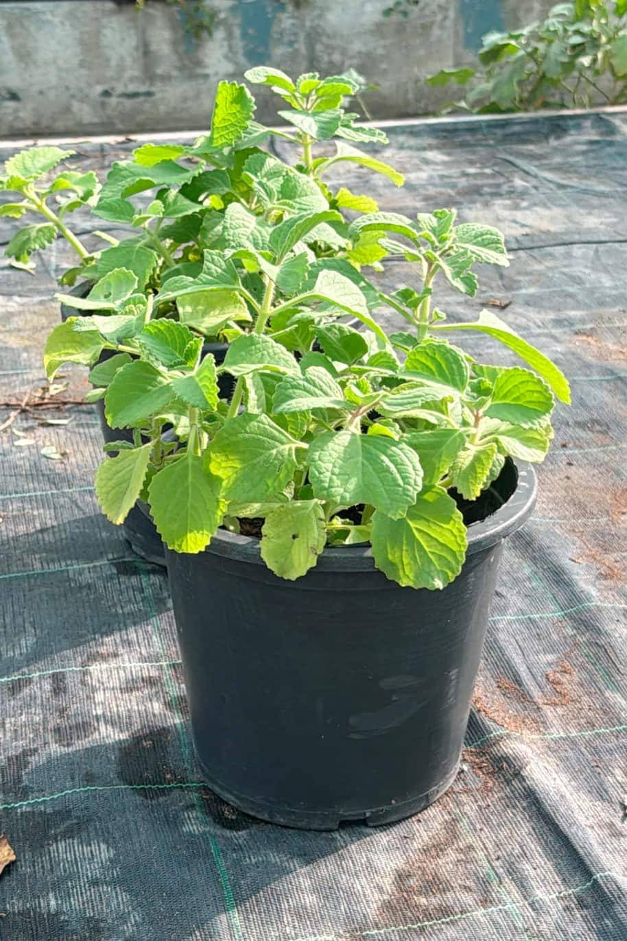 Cuban Oregano