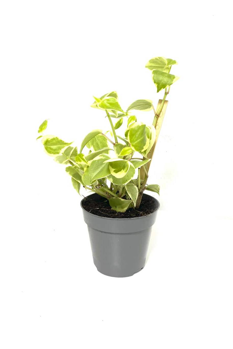 Cupid Peperomia Variegated Indoor Plants Plantshop me