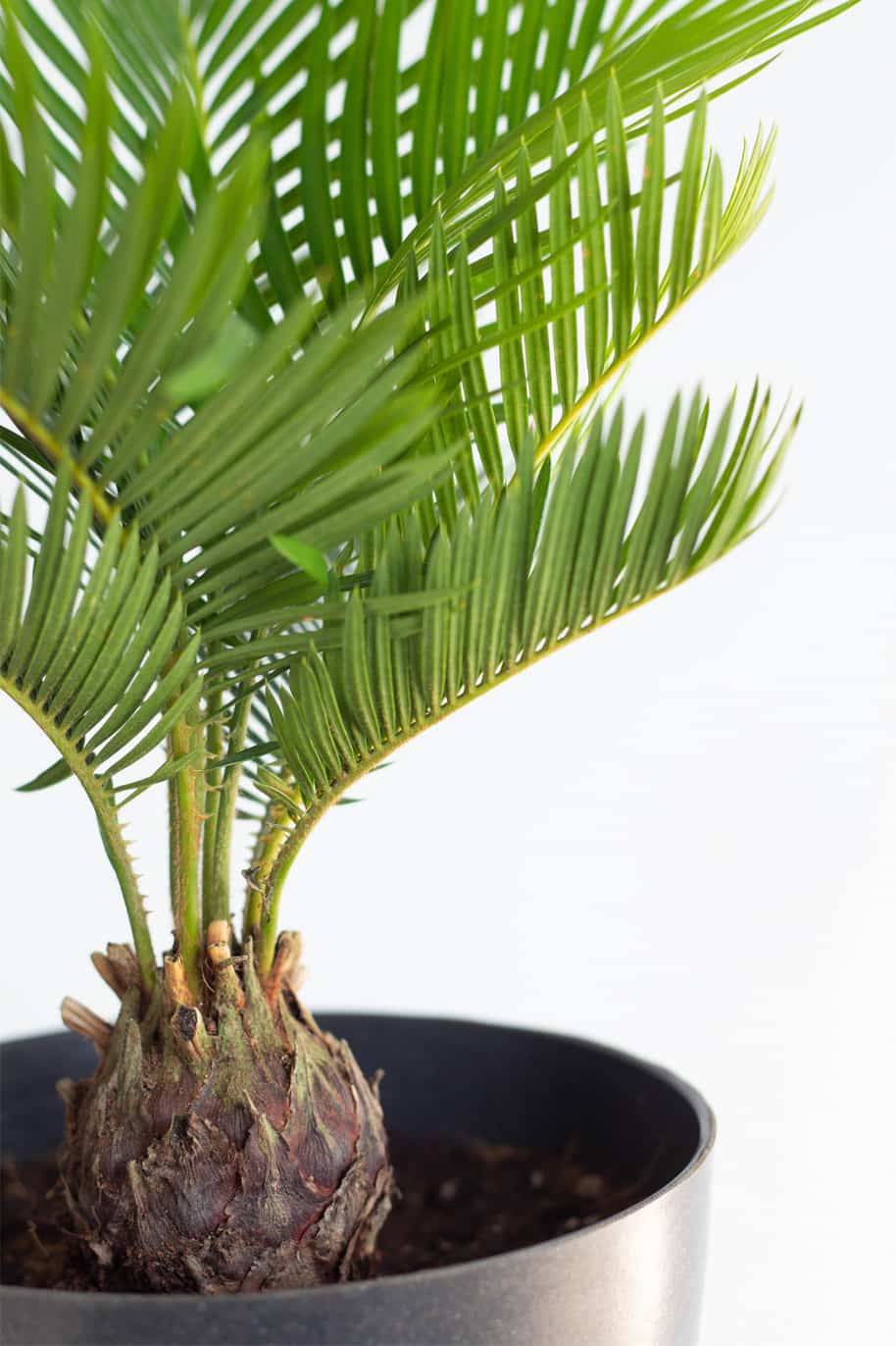 Sago Palm
