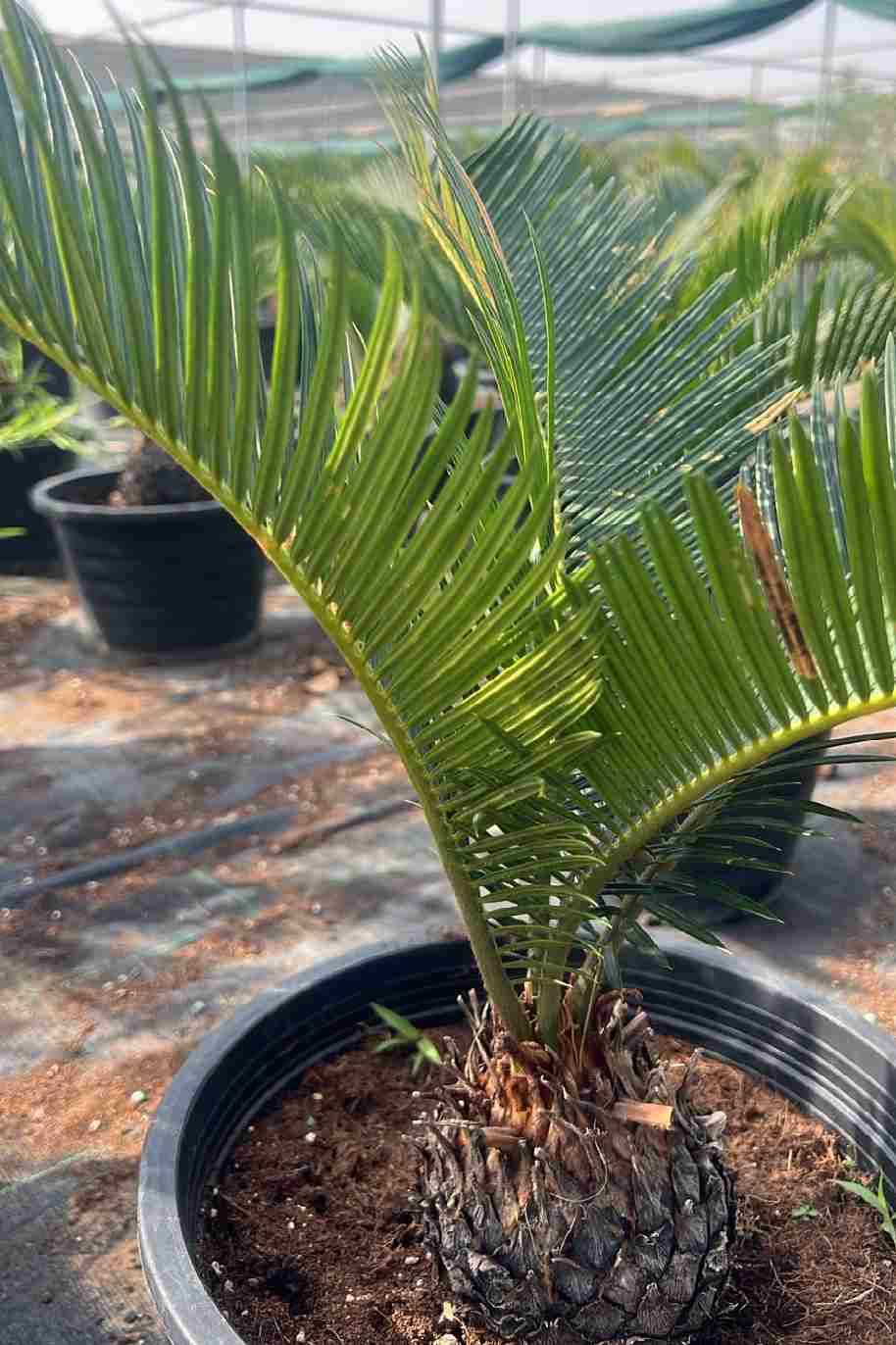 Cycas Revoluta Outdoor