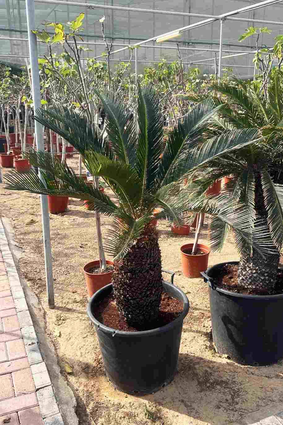 Cycas Revoluta Outdoor