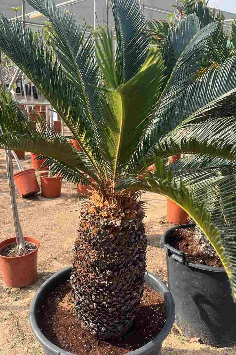 Cycas Revoluta Outdoor